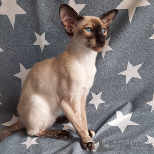 Photo №2 to announcement № 10407 for the sale of oriental shorthair - buy in Russian Federation breeder
