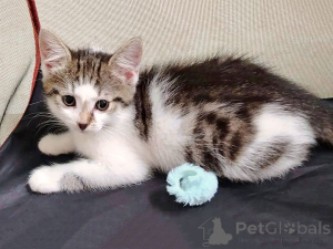 Photo №2 to announcement № 173654 for the sale of  - buy in Russian Federation private announcement