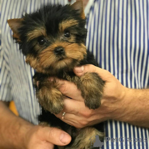 Photo №2 to announcement № 78372 for the sale of yorkshire terrier - buy in United Kingdom private announcement