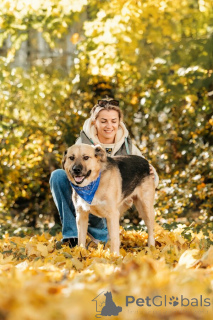 Photo №4. I will sell non-pedigree dogs in the city of Moscow river. private announcement - price - Is free