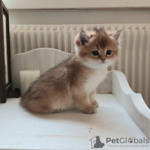 Photo №1. british shorthair - for sale in the city of Stockholm | 2080$ | Announcement № 32859