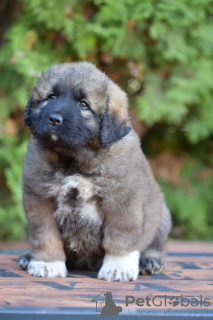 Photo №1. caucasian shepherd dog - for sale in the city of Панчево | negotiated | Announcement № 98196
