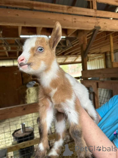 Photo №1.  - for sale in the city of Alsdorf | negotiated | Announcement № 161735