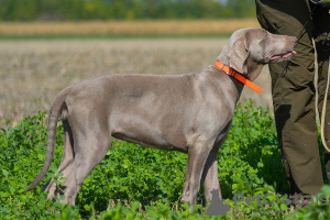 Photo №1. weimaraner - for sale in the city of Нови Сад | negotiated | Announcement № 71853