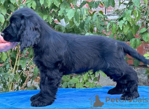 Photo №3. English cocker spaniel, male. Serbia