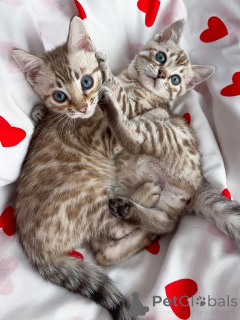 Photo №1. savannah cat - for sale in the city of Hille | negotiated | Announcement № 167309