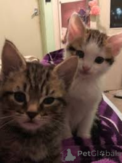 Photo №2 to announcement № 166946 for the sale of european shorthair - buy in Finland private announcement, breeder