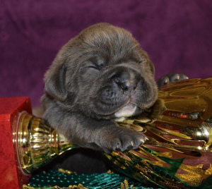 Photo №3. Cane Corso puppies of different colors. Russian Federation