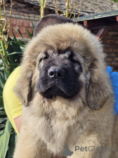 Photo №4. I will sell caucasian shepherd dog in the city of Belgrade. breeder - price - negotiated