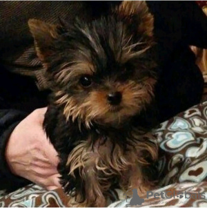 Photo №1. non-pedigree dogs - for sale in the city of Mascot | negotiated | Announcement № 36430