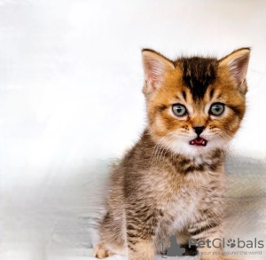 Photo №1. british shorthair - for sale in the city of El Indio | Is free | Announcement № 95831