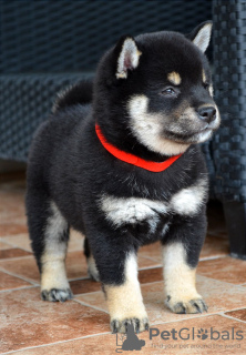 Additional photos: Shiba Inu puppies