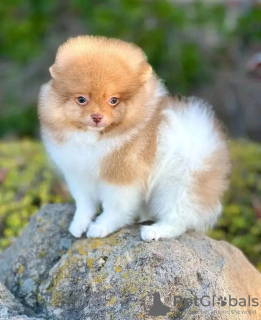 Photo №2 to announcement № 131994 for the sale of pomeranian - buy in Netherlands breeder
