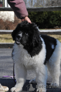 Photo №1. newfoundland dog - for sale in the city of Olten | 188$ | Announcement № 129272