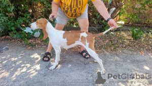 Photo №3. Swiss Hound puppies for sale. Ukraine