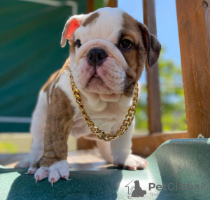 Photo №4. I will sell english bulldog in the city of Perth. private announcement - price - negotiated