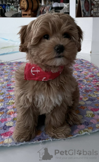 Photo №3. Maltipoo complete with vaccinations, ready for a new home. Poland