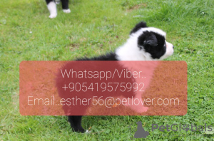 Photo №1. border collie - for sale in the city of Dudinka | Is free | Announcement № 107014