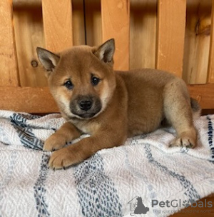 Photo №2 to announcement № 88135 for the sale of shiba inu - buy in Cyprus 
