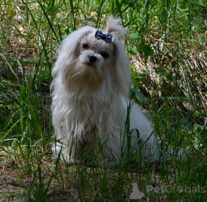 Photo №2 to announcement № 167777 for the sale of maltese dog - buy in Ukraine private announcement