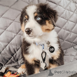 Photo №1. australian shepherd - for sale in the city of Daugavpils | Is free | Announcement № 120819