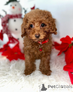 Photo №2 to announcement № 140719 for the sale of poodle (toy) - buy in Germany breeder