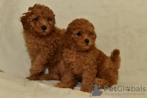 Photo №2 to announcement № 70619 for the sale of poodle (dwarf) - buy in Serbia breeder