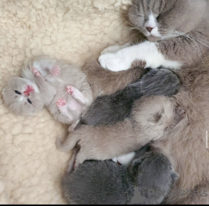 Photo №4. I will sell burmilla shorthair in the city of Berlin. breeder - price - 317$