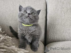 Photo №1. british shorthair - for sale in the city of Bad Wildungen | 361$ | Announcement № 170884