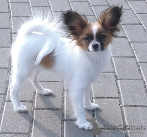 Additional photos: CONTINENTAL TOY SPANIEL/PAPILLON