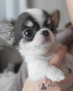 Photo №3. Puppy Chihuahua Longhair girl. Germany