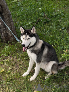 Photo №4. I will sell siberian husky in the city of Tbilisi. private announcement - price - Is free