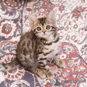 Photo №1. bengal cat - for sale in the city of Bilzen | 282$ | Announcement № 153293