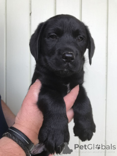 Photo №1. labrador retriever - for sale in the city of Huisseau-Sur-Cosson | negotiated | Announcement № 168304