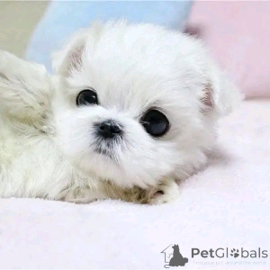 Photo №1. maltese dog - for sale in the city of Chicago | 400$ | Announcement № 138095