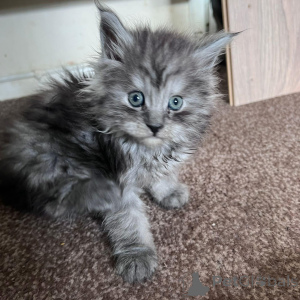 Photo №2 to announcement № 137992 for the sale of maine coon - buy in United States private announcement