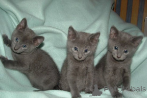 Photo №1. russian blue - for sale in the city of Ravenna | negotiated | Announcement № 169759