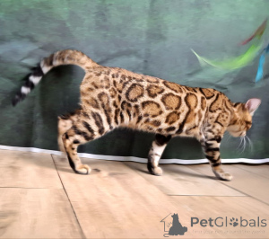 Photo №2 to announcement № 149553 for the sale of bengal cat - buy in Poland private announcement, from nursery, breeder