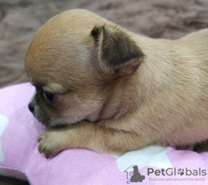 Photo №4. I will sell chihuahua in the city of Sochi. from nursery - price - negotiated