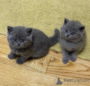 Photo №1. british shorthair - for sale in the city of Stralsund | 361$ | Announcement № 172311