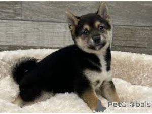 Photo №3. Shiba Inu-puppy's te koop. Belgium