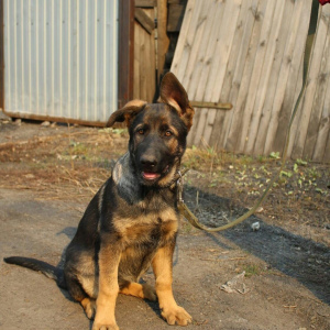 Photo №1. german shepherd - for sale in the city of Ленинск-Кузнецкий | negotiated | Announcement № 6176