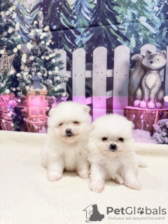 Additional photos: Super tiny snowballs Pomeranians