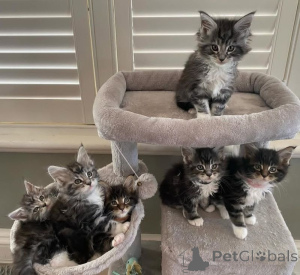 Photo №1. maine coon - for sale in the city of Berlin | 516$ | Announcement № 166422