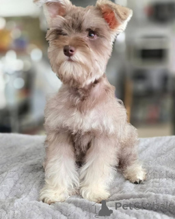 Photo №2 to announcement № 169114 for the sale of schnauzer - buy in Finland private announcement