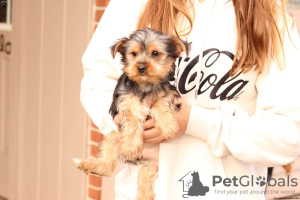 Photo №1. yorkshire terrier - for sale in the city of Jena | 687$ | Announcement № 63835