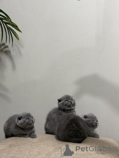 Photo №3. Scottish fold kittens. Germany