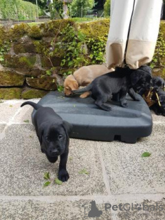 Photo №3. EXCELLENT KC Registered Labrador puppies. United States