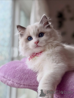 Photo №1. ragdoll - for sale in the city of Dalsbruk | negotiated | Announcement № 155565