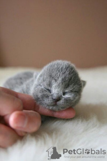 Photo №2 to announcement № 59732 for the sale of scottish fold - buy in France breeder